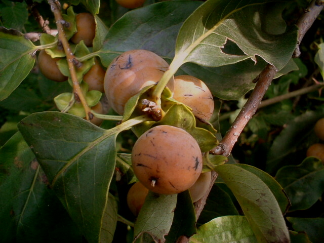 Diospyros lotus / Albero di S.Andrea